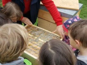 Die Kinder sehen in den Bienenstock