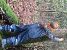 Ein "Fuchs" klettert am Baum