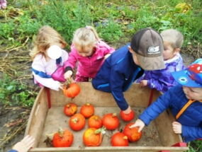 Die Kinder legen die geernteten Kürbisse in den Bollerwagen