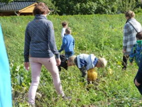 Kürbisse werden geerntet