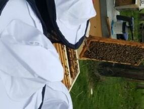 Der Imker zeigt eine Wachsplatte mit Bienen